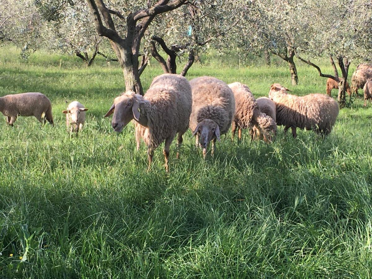 Agriturismo Casa Rosa Βερόνα Εξωτερικό φωτογραφία